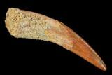 Fossil Pterosaur (Siroccopteryx) Tooth - Morocco #134675-1